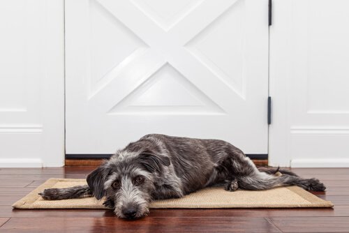 Der Hund heult, weil er nicht gerne allein ist.