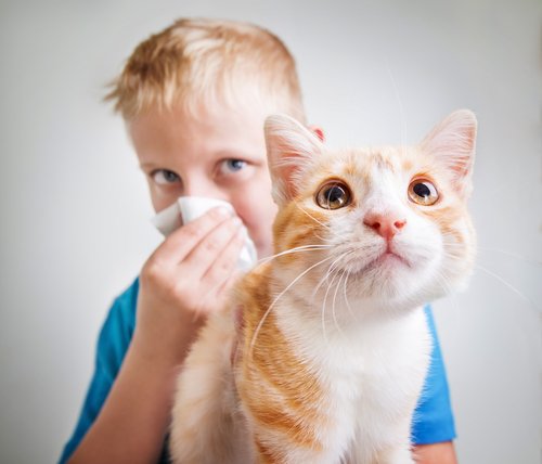 Kind hat Allergie auf Katzen