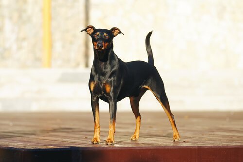 Alles über den Pinscher, sowohl Wachhund als auch treuer Begleiter