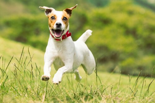 Verschiedene Terrier-Züchtungen wie der Jack Russell