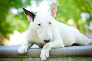 Eine der Terrier Züchtungen, der Pitbull