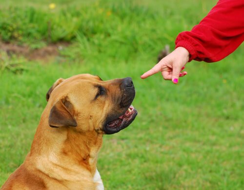 Auch ein gehörloser Hund braucht sein Grundtraining.