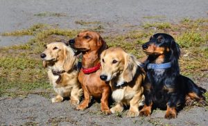 Außergewöhnliche Mischlingshunde gibt es aus ganz unterschiedlichen Rassen.