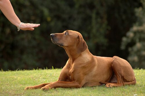 Hundetraining im Park