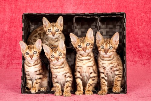 die teuersten Katzenrassen der Welt