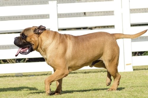 Bullmastiff ist eine faltige Hunderassen.
