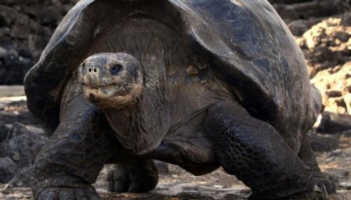 Das Alter einer Schildkröte hängt auch von ihrer Ernährung ab.