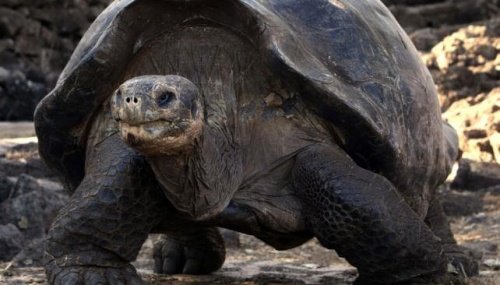 Das Alter einer Schildkröte hängt auch von ihrer Ernährung ab.
