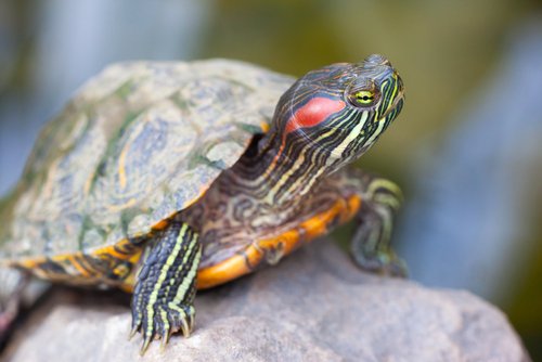 Das Alter einer Schildkröte kann man durch die Wachstumsringe ermitteln.