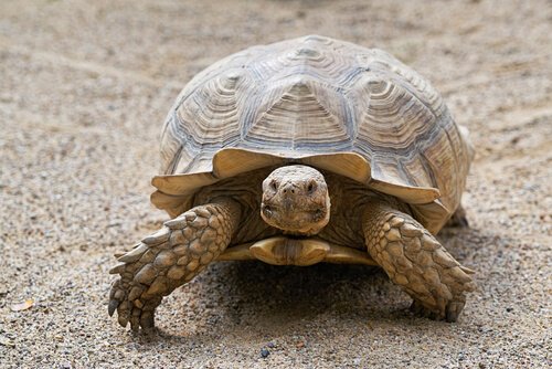 Das Alter einer Schildkröte - so kannst du es ermitteln!