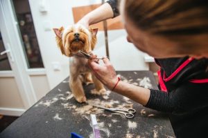 Muss ich das Fell meines Haustieres im Sommer stutzen?