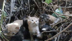 Das TNR Projekt: Fangen-Sterilisieren-Freilassen