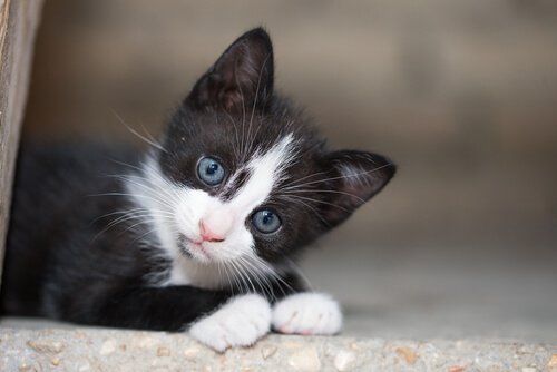 Das TNR Projekt und seine Vorteile