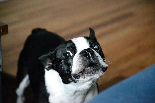 Es ist bewiesen, dass dein Hund diejenigen abweist die unfreundlich sind.