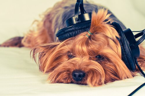 Mach ihm Musik, wenn dein Hund viel Zeit alleine verbringt.