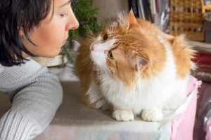 Wie kannst du wissen, ob deine Katze dich mag?
