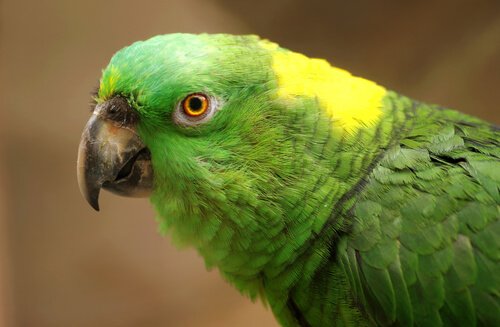Depression bei Papageien: Ursachen, Symptome und Behandlung