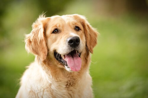 Was bedeutet der Gesichtsausdruck von Hunden?