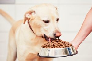 Der Hund frisst zu schnell - wie vermeidet man das?