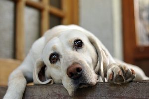 Warum heult dein Hund, wenn du aus dem Haus gehst?