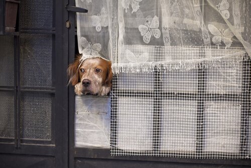 Allein zu Hause - wie lange ist das möglich?
