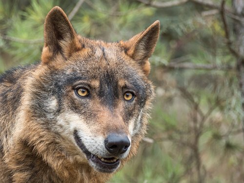 Der Iberische Wolf ist vom Aussterben bedroht