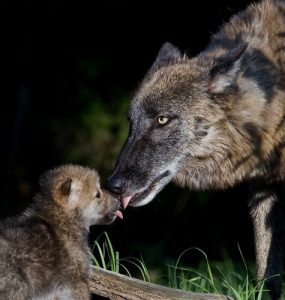 Der iberische Wolf ist wichtig für das Ökosystem.