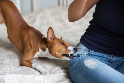 Dieser Welpe braucht ganz sicherlich etwas Grundtraining!