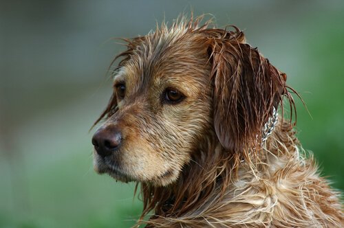 Kann man den Geruch von nassem Hund vermeiden?