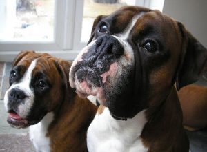 Deutsche Hunderassen