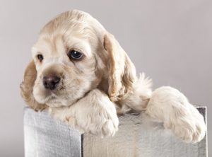 Die altersgerechte Ausbildung von Hunden im Welpenalter.