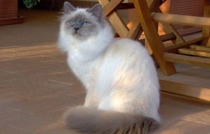 Die heilige Birma-Katze