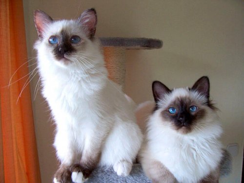 Die heilige Birma-Katze und wie sie nach Europa kam.