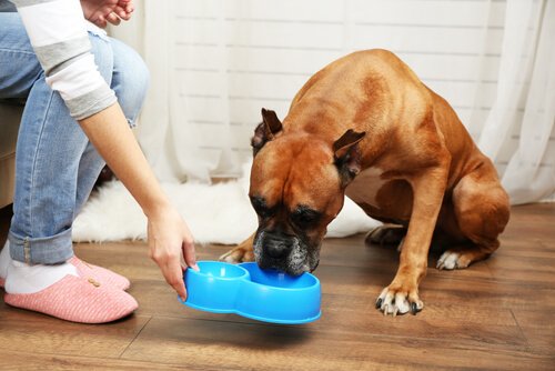 Die notwendigen Nährstoffe für ältere Hunde: Vitamin C.
