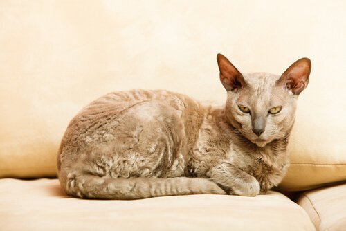 die ältesten Katzenrassen