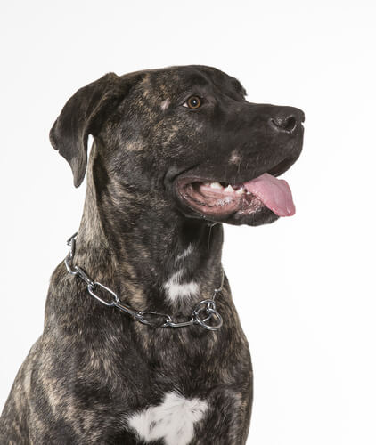 Dogo Canario, ein besonderer Hund