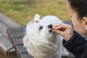 Belohnung für Hunde: Überlegungen und Ratschläge