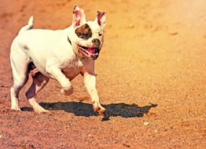 Zu den nicht anerkannten Hunderassen gehört die Amerikanische Bulldogge