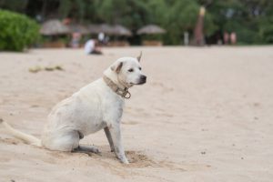 Epilepsie bei Hunden: Ursachen und Behandlung