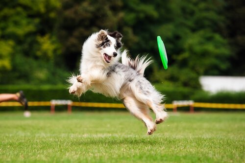 Fitness mit einem epileptischen Hund