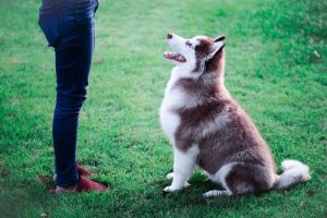 Die altersgerechte Ausbildung von Hunden