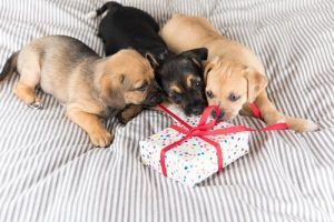 Welches Geschenk mache ich meinem Haustier?