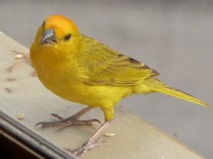 Wie man das Geschlecht eines Vogels erkennt