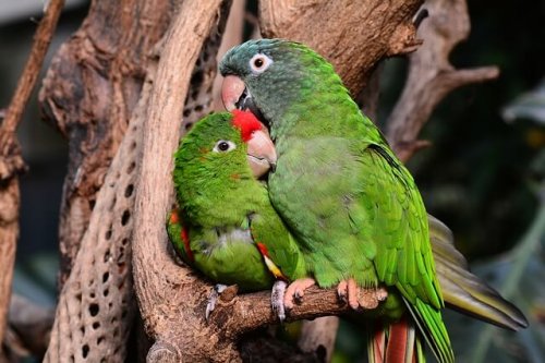Das Geschlecht eines Vogels durch Verhalten erkennen.