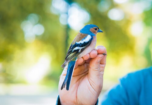 Das Geschlecht eines Vogels durch Labortest bestimmen.