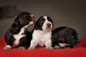 Grundtraining für den Welpen - ein paar Tipps