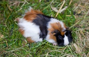 Woraus besteht eine gute Ernährung bei Meerschweinchen?