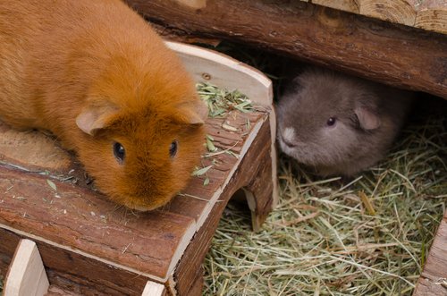 Gute Ernährung bei Meerschweinchen und was zu beachten ist.