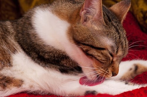 Haarballen bei Katzen: Ursachen, Symptome und Behandlung
