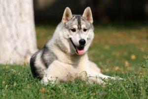 Haben Hunde emotionale Intelligenz?